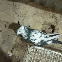 کفتر تکی زاغه و سفید و ساده و سار دم سیا کاکلی|پرنده|بردسکن, |دیوار