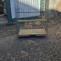 قفس و لونه دسته دوم|لوازم جانبی حیوانات|بیرجند, |دیوار