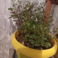 گل طبیعی رویا