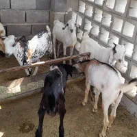 کهره سرحال|حیوانات مزرعه|قلعه قاضی, |دیوار