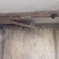 فروش تعدادی کبوتر|پرنده|اصفهان, اندوان|دیوار