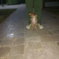 سگ نژاد دار|سگ|تهران, بیسیم|دیوار