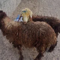 ۲عدد بره نروماده