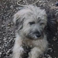 واگذاری توله سگ شینزو|سگ|صومعه‌سرا, |دیوار