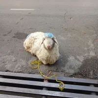 قصاب آنلاین ( قصاب در محل برای ذبح دام شما)