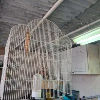 قفس کاسکو- جفت کوتوله
