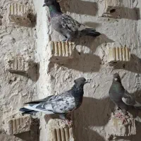 دسته سینه ای هوایی|پرنده|مرودشت, نقش رستم|دیوار