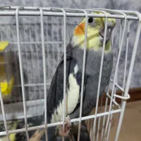 عروس هلندی