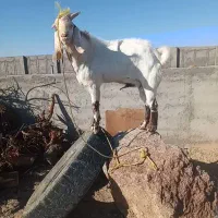نربز جوان|حیوانات مزرعه|شاهرود, |دیوار