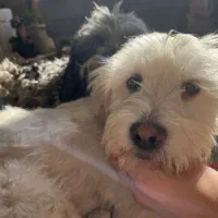 گم شده|حیوانات|سبزوار, قصبه شرقی|دیوار