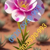 شماره رند