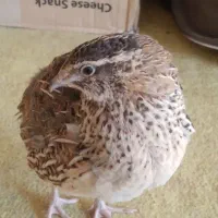 بلدرچین ۳ماه تخم گذار