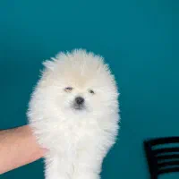 توله پامر خرسی