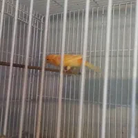 قناری نر بخون|پرنده|بابل, |دیوار