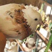 طوقی هفت رنگ