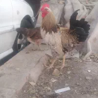 خروس ۹ ماهه جوان و درشت