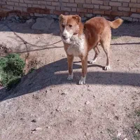 سگ نگهبانی و صحرا معاوضه بابره