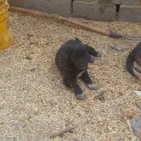 واگذاری سگ|سگ|بن, |دیوار