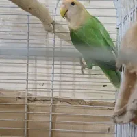 نر بالغ یک سالو ۲ ماه اماده جفت گیری