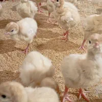 جوجه بوقلمون درجه 1|حیوانات مزرعه|بابل, |دیوار