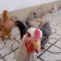 مرغ وخروس برهمای اصیل|حیوانات مزرعه|تربتحیدریه, بالا ولایت|دیوار