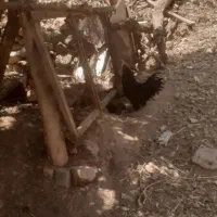 خروس سیاه پاکوتاه پرپا
