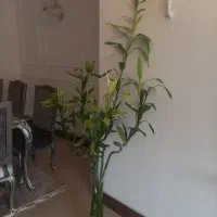 بامبو تایلندی