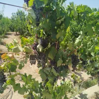 فروش باغ ویلایی باسند6دانگ