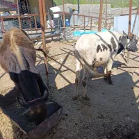 دام|حیوانات مزرعه|خرم‌آباد, |دیوار