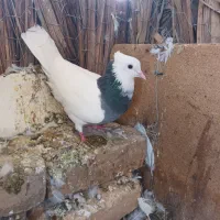 کبوتر ماده طوق سبز