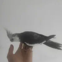 عروس هلندی ج