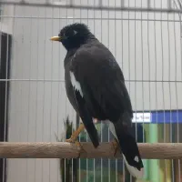 مرغ مینا درجه یک|پرنده|شیراز, شهرک گلستان|دیوار