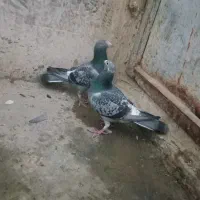 کفتر پلاکی|پرنده|کرمانشاه, |دیوار