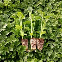 نشا هندوانه ملون خربزه