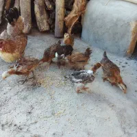 ۰  تیه بومی ۱۱تا برای فروش