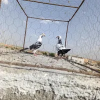 بزک سوسکی|پرنده|تربت جام, جامرود|دیوار