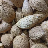 بادام