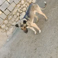 سگ دورگ توله ۱سالع