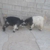 دوعدد بیگ نر پرواری آماده کشتار