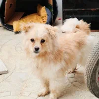 سگ پامر خونگی حرف گوش کن