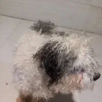 سگ شیتزو ماده