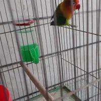 عروس هلندی|پرنده|خمینی‌شهر, |دیوار
