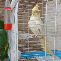 «عروس هلندی ماده (لوتینو ابلغ) خاص»