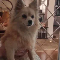 پامر روباهی حرف گوش کن