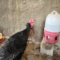 بوقلمون|حیوانات مزرعه|هشتگرد, شهرک افشاریه|دیوار