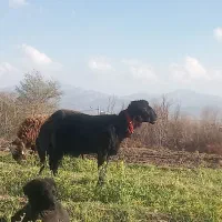 معاوضه قوچ هترو