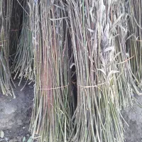 سلام ترکه مروارباعی تروتمبزبدون شاخ و برگ۳تن دارم