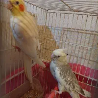 عروس هلندی جفت با جوجه