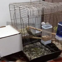 عروس هلندی سر تخم|پرنده|مسجد سلیمان, |دیوار