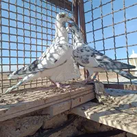 کفتر کبوتر پرنده